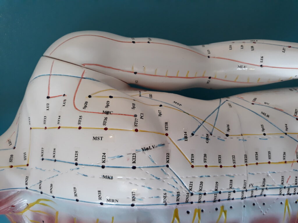 en mannequin med tegnet nervekanaler og akupunkturpunkter -  Hvorfor virker akupunktur