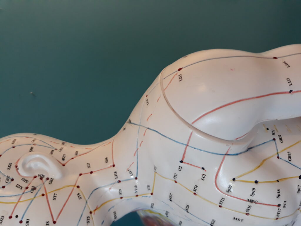 Et mannequin fra side med nervekanaler